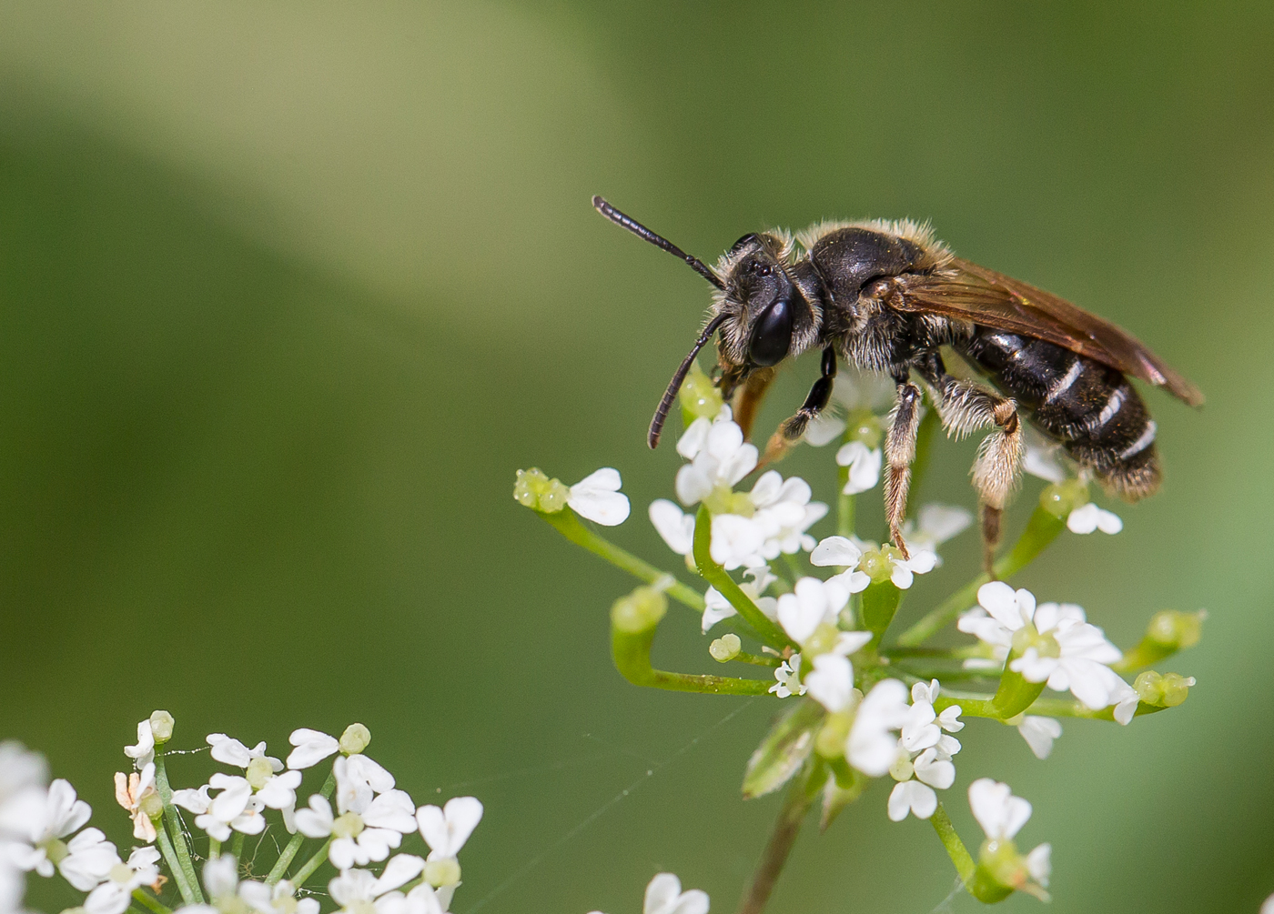 Bee